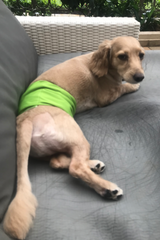 Rudy cockerpoo with washable reusable diaper available at Paw Favor online store for dog supplies, dog boarding, dog daycare and dog meals and dog snacks