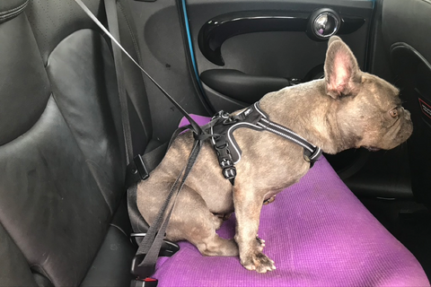 Truelove harness with seat belt insert loop sold at Paw Favor Online Store and Gift Shop at Gardens at Bishan Sin Ming Walk Singapore