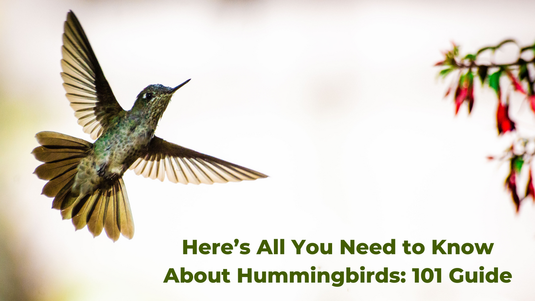 Heres All You Need To Know About Hummingbirds 101 Guide 9422
