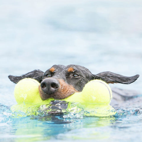 Dog In Water With Kong Air Squeaker Toy Floating