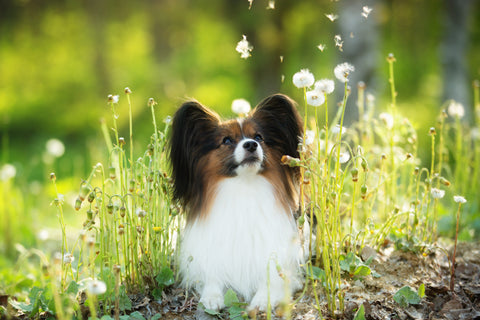 dog in field with flowers