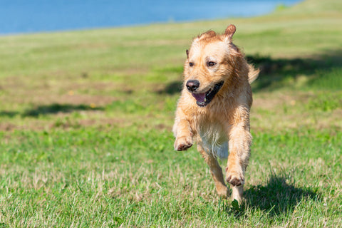 dog running in field on summers day