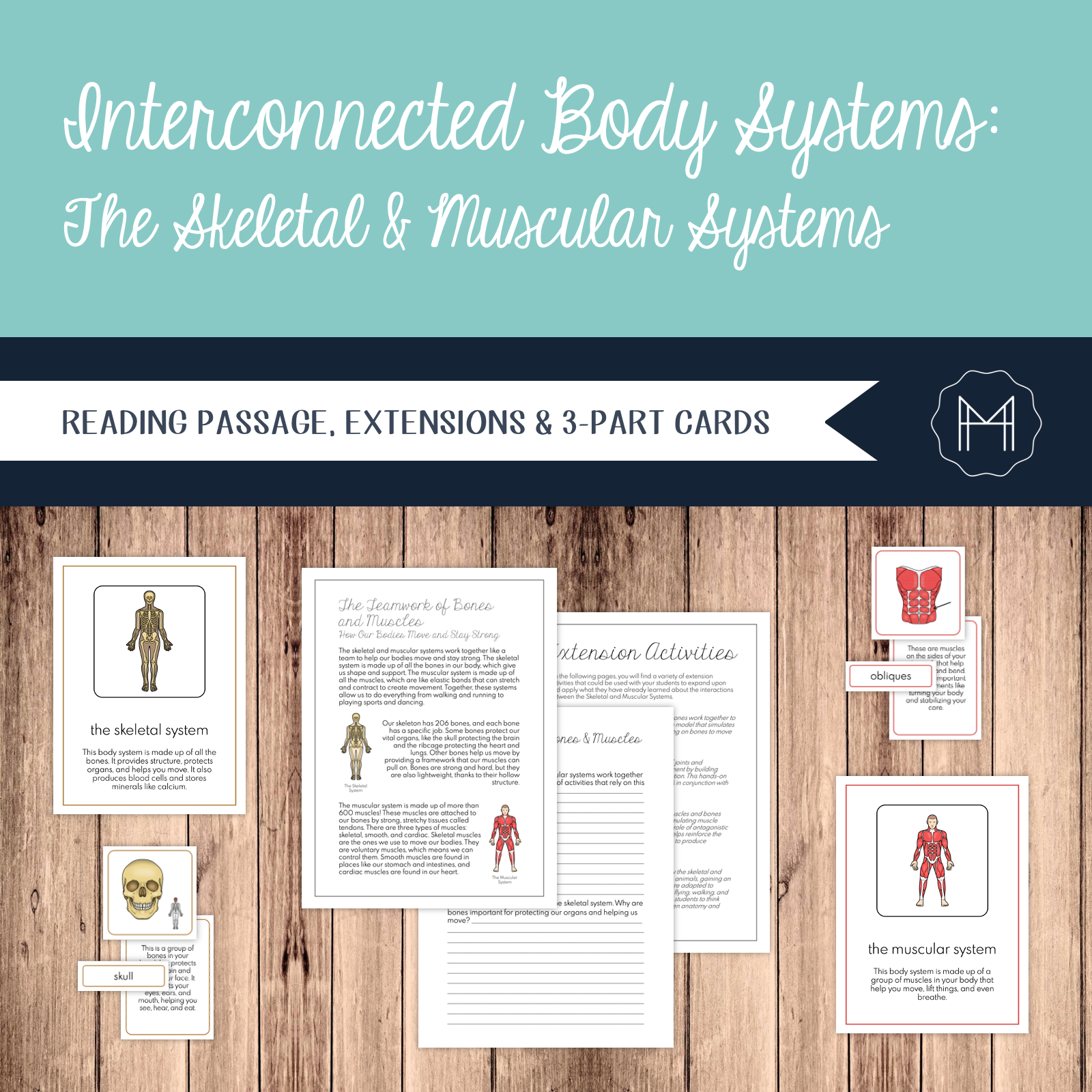 Interconnected Body Systems: Muscular and Skeletal Systems