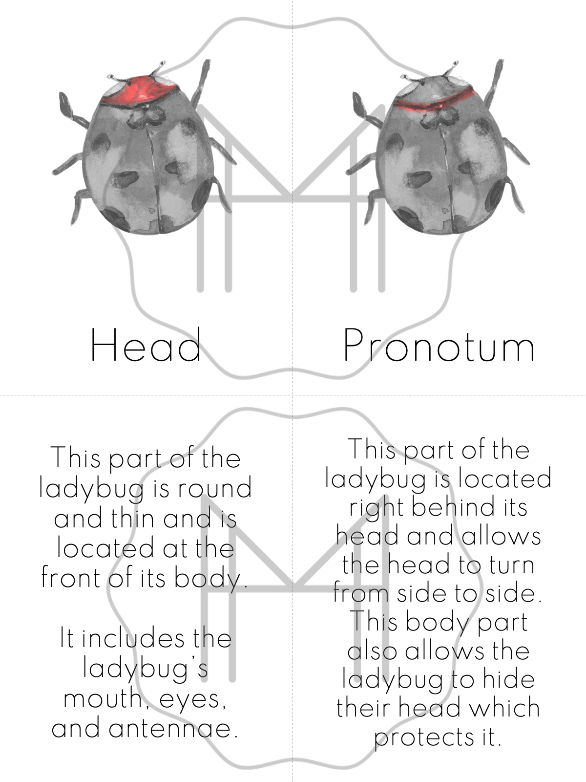 Advanced Study of the Ladybug- Parts of the Ladybug/Life Cycle of the Ladybug