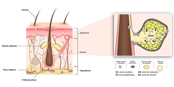 Les Boutons sur le Cuir Chevelu