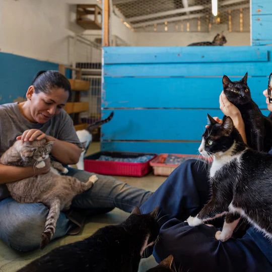 Untitled_design_1_540x_6059f626-c867-4ff5-b3a6-6f4820113faf