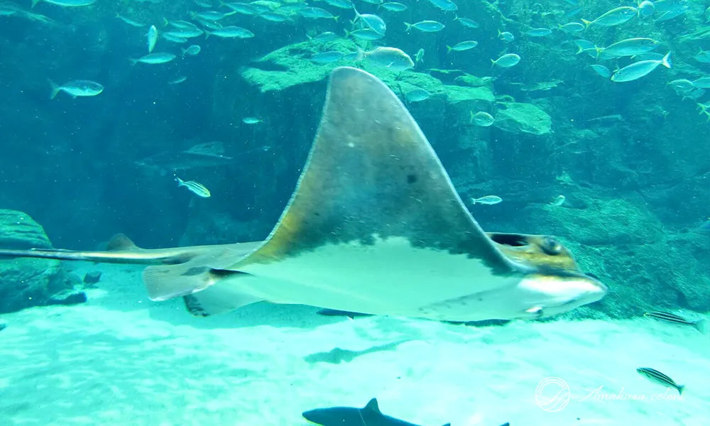 九十九島水族館 海きらら