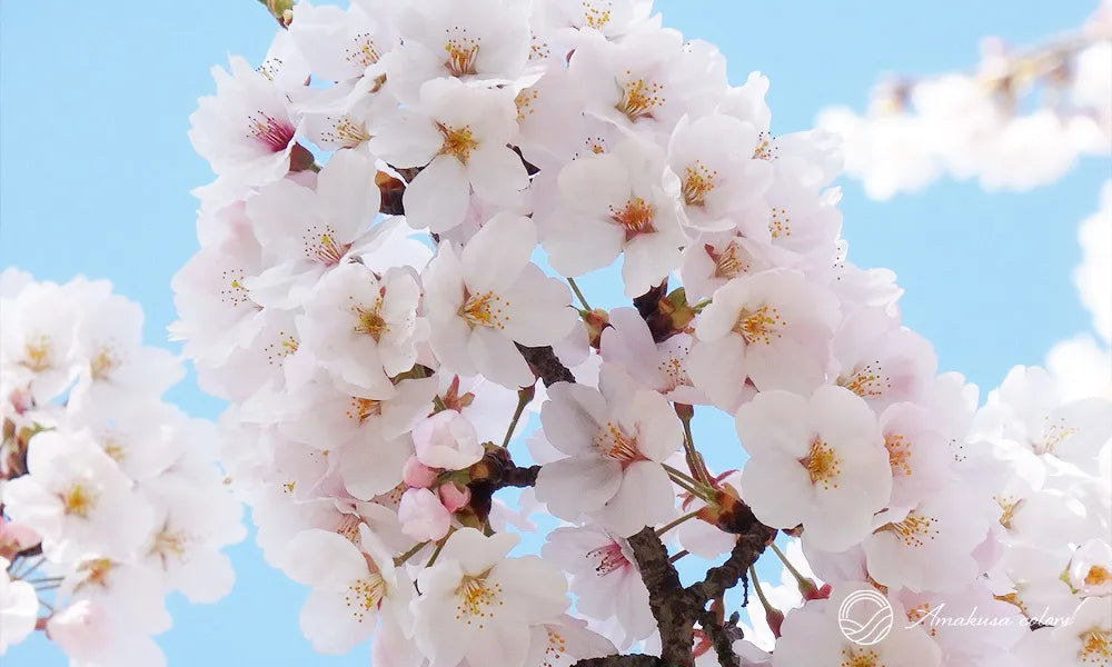 満開の花をつけた桜の枝