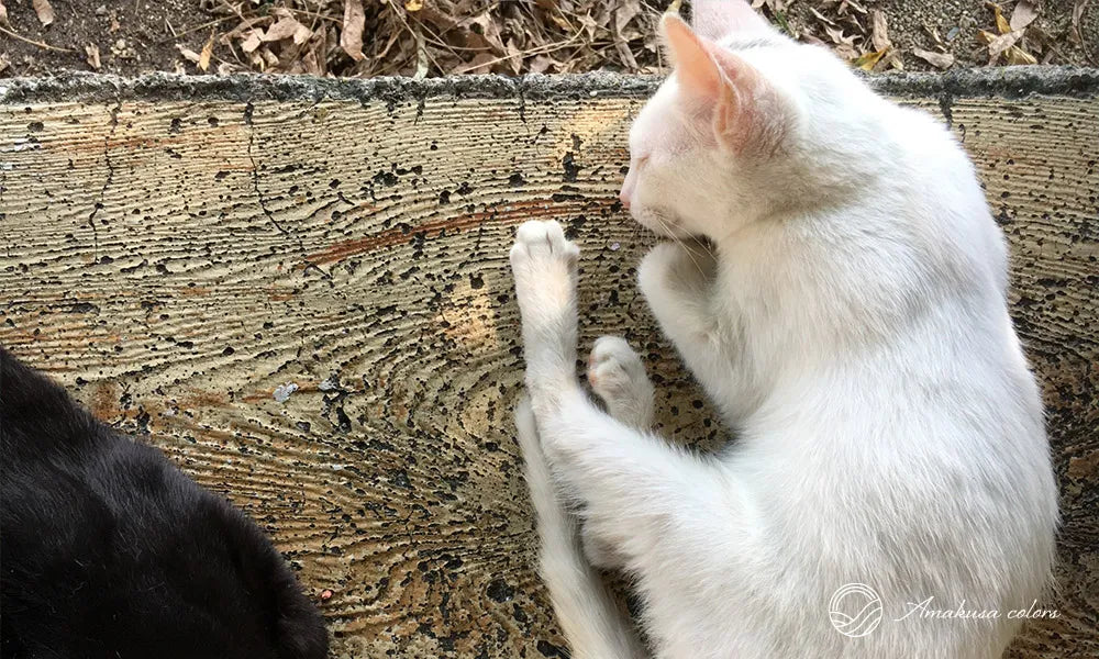 猫の島とも呼ばれる湯島（談合島）
