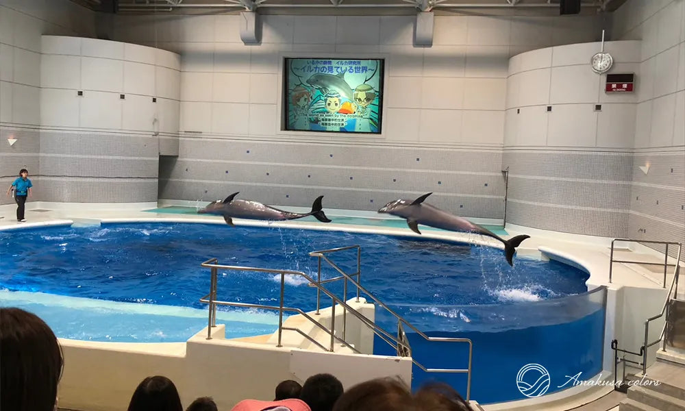 九州の水族館を満喫するためのコツ