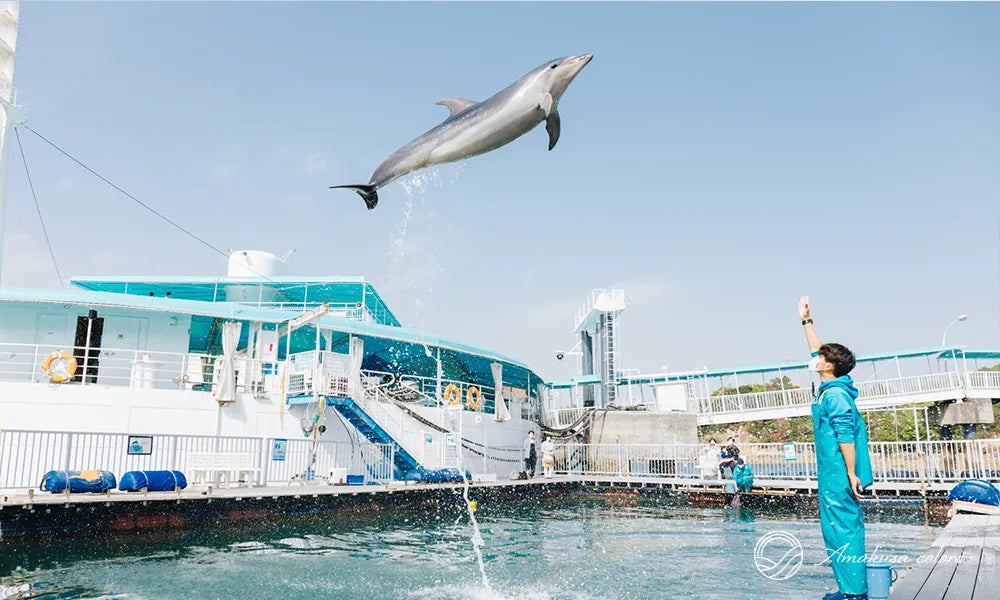 海中水族館シードーナツ