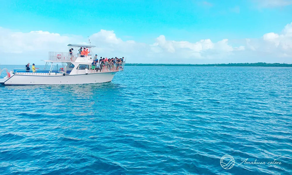 イルカウォッチング