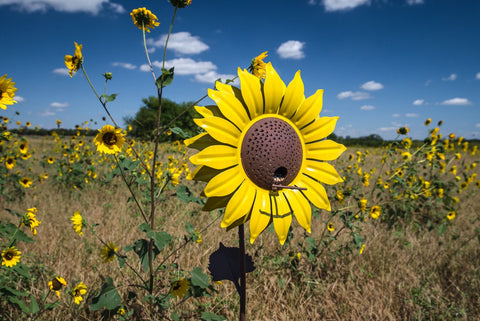 Sunflower Bird Feeder