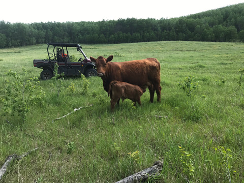 Cow-calf pair on pasture