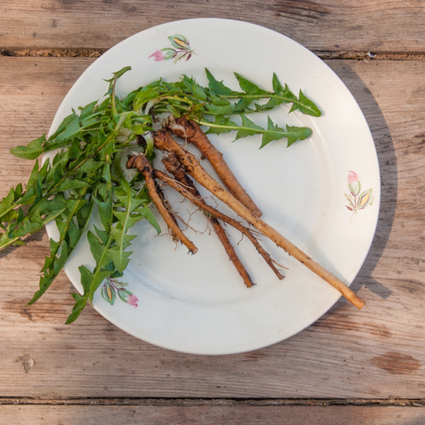 Dandelion root 