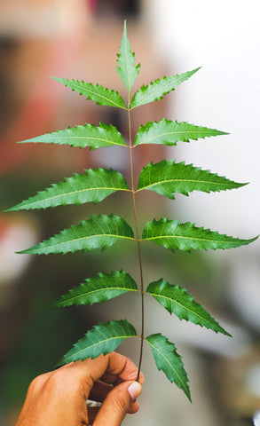 Organic Neem Leaves