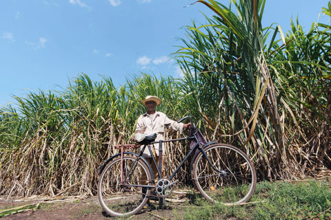 Organic sugarcane