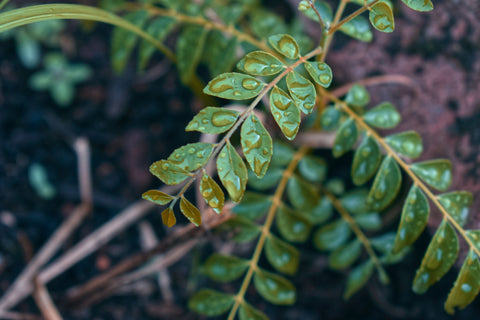 Organic Heirloom Curry Leaves