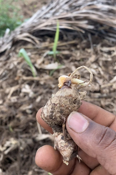 Wild Forest Turmeric