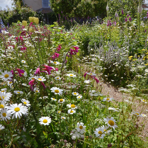 A nicely kept garden in a sunny garden in the United Kingdom with a footpath and white and red flowers