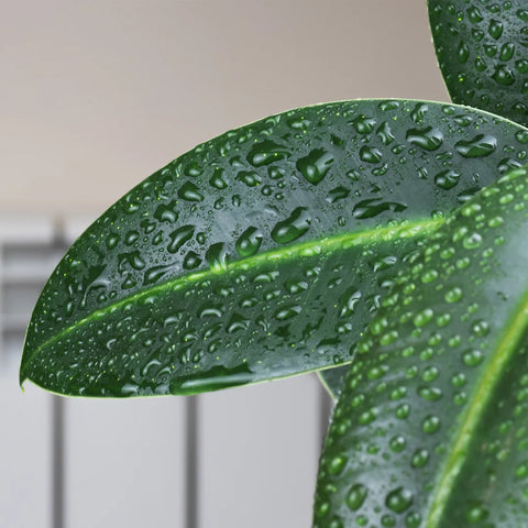 A photo of a plant with condensation starting to collect on a ripe, green leaf showing the dangers of excess moisture