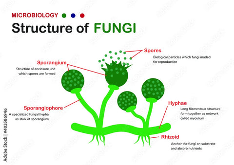 A diagram of mould and other fungi that can grow within walls, ceilings and floors
