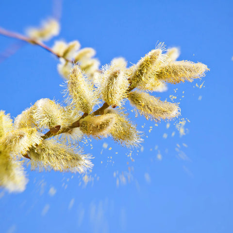 A photo of pollen falling off a plant with a clear, blue Spring morning sky