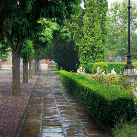 A rainy British street with vibrant greenery and wet cobblestone pavement slabs with trees on the left hand side