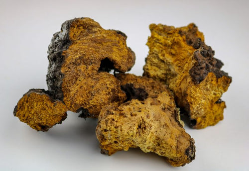 Chaga