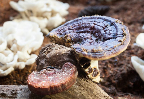 Reishi