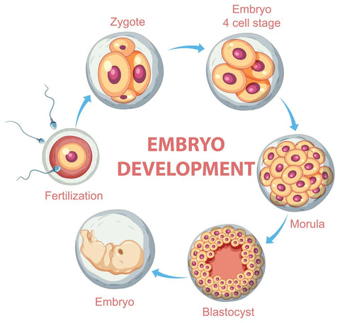 Udvikling af embryo