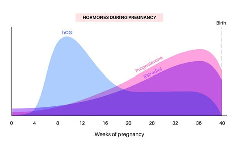 Progesteron gravid