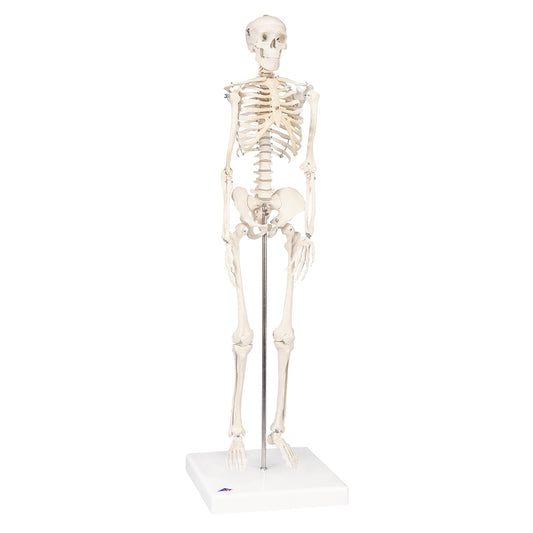 Mini Skeleton Model Shorty