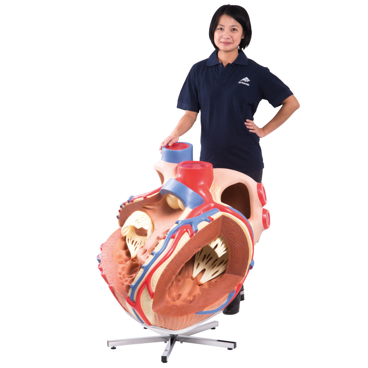 VD250 Giant Heart, 8 Times Life Size