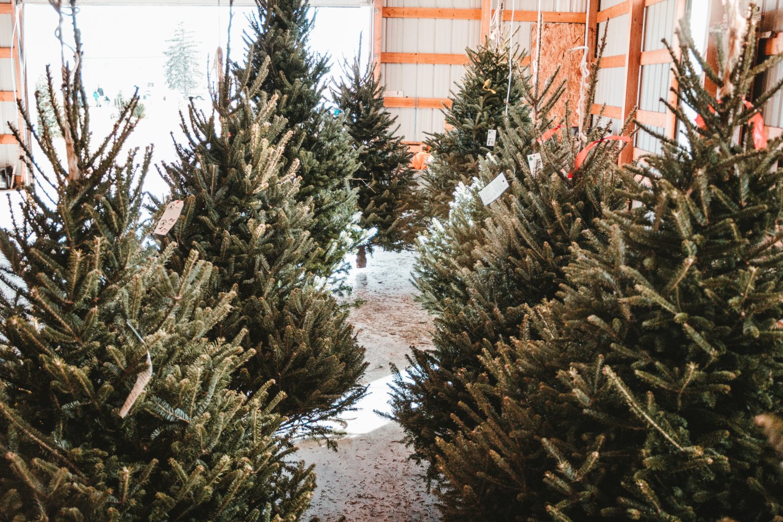 buy Christmas trees