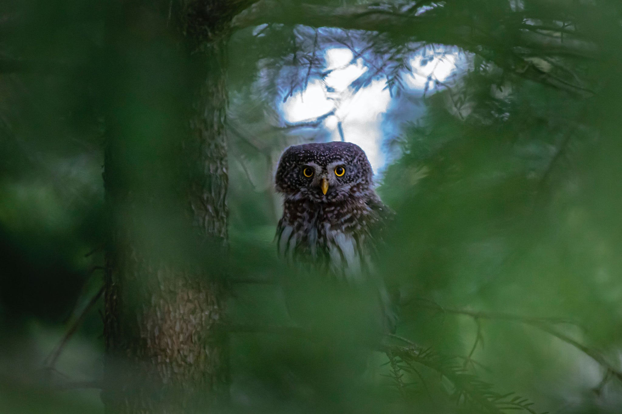 Cute Owl