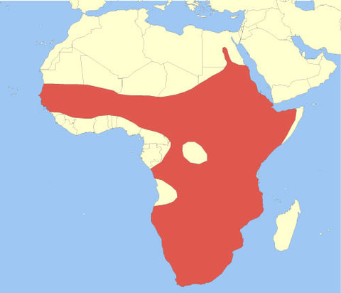 Egyptian Geese native range in Africa