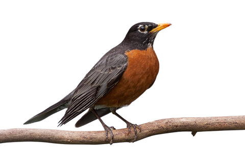 American Robin