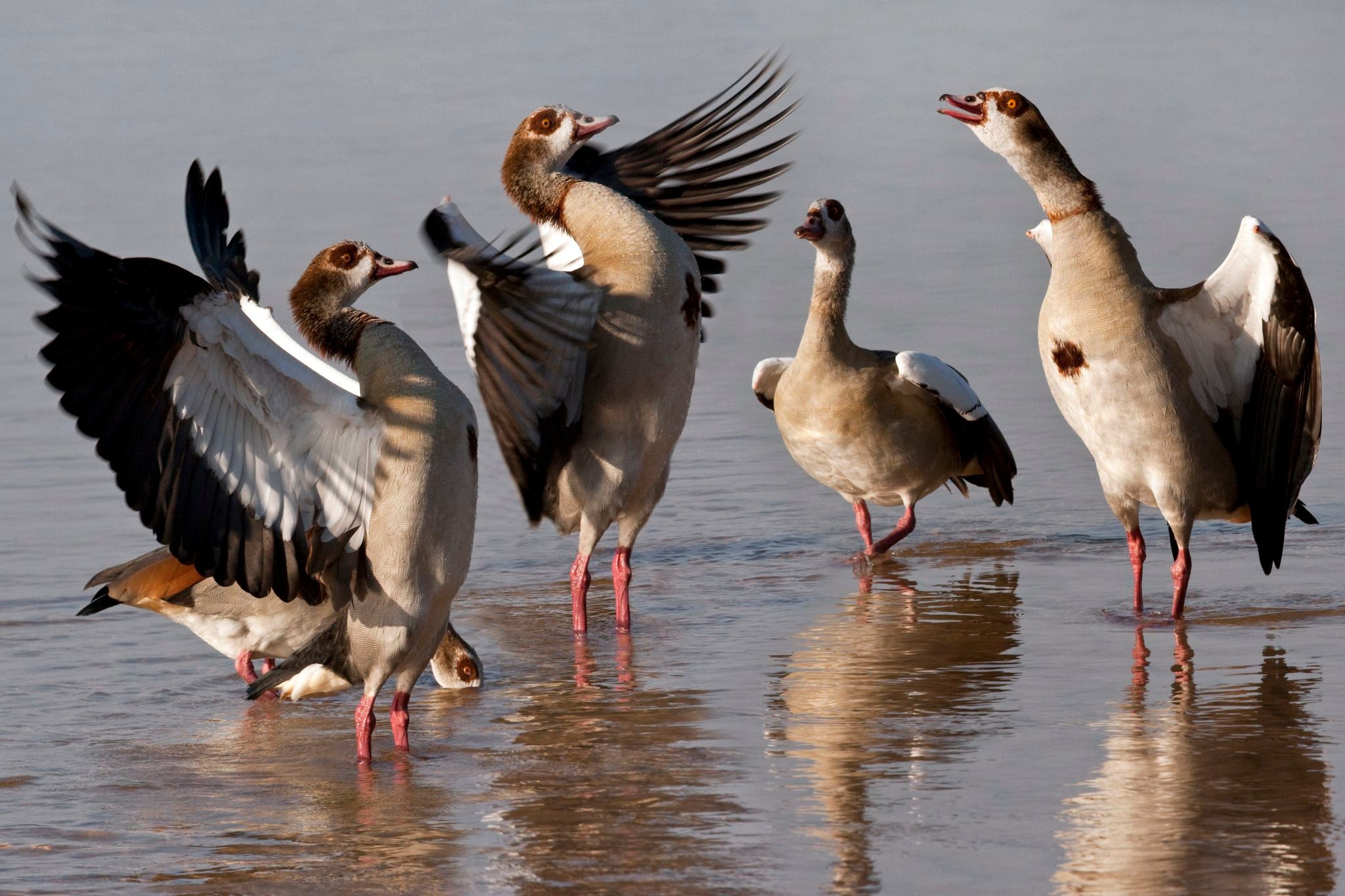 Egyptian Geese Dancing