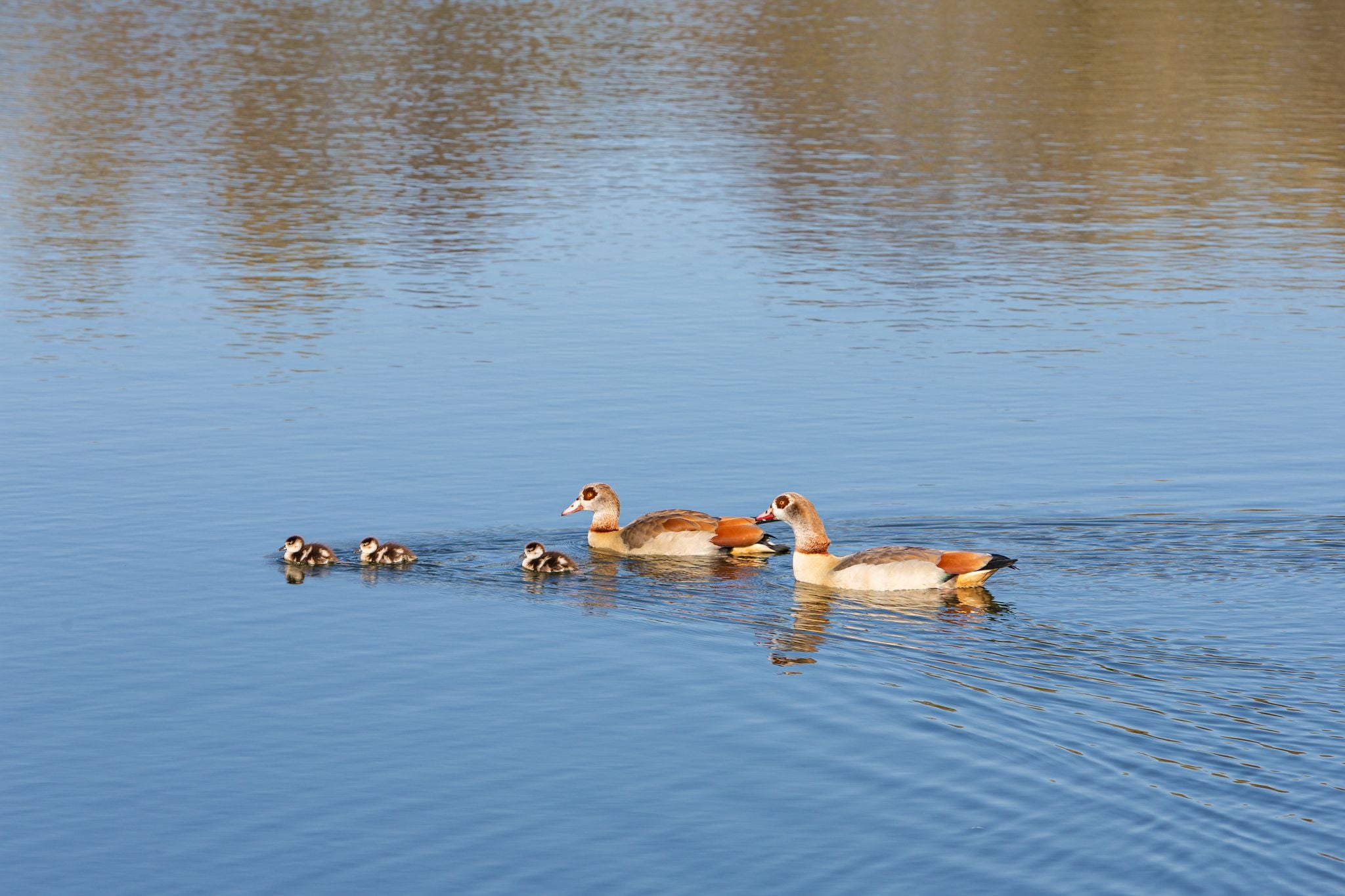 Egyptian Geese family swimming