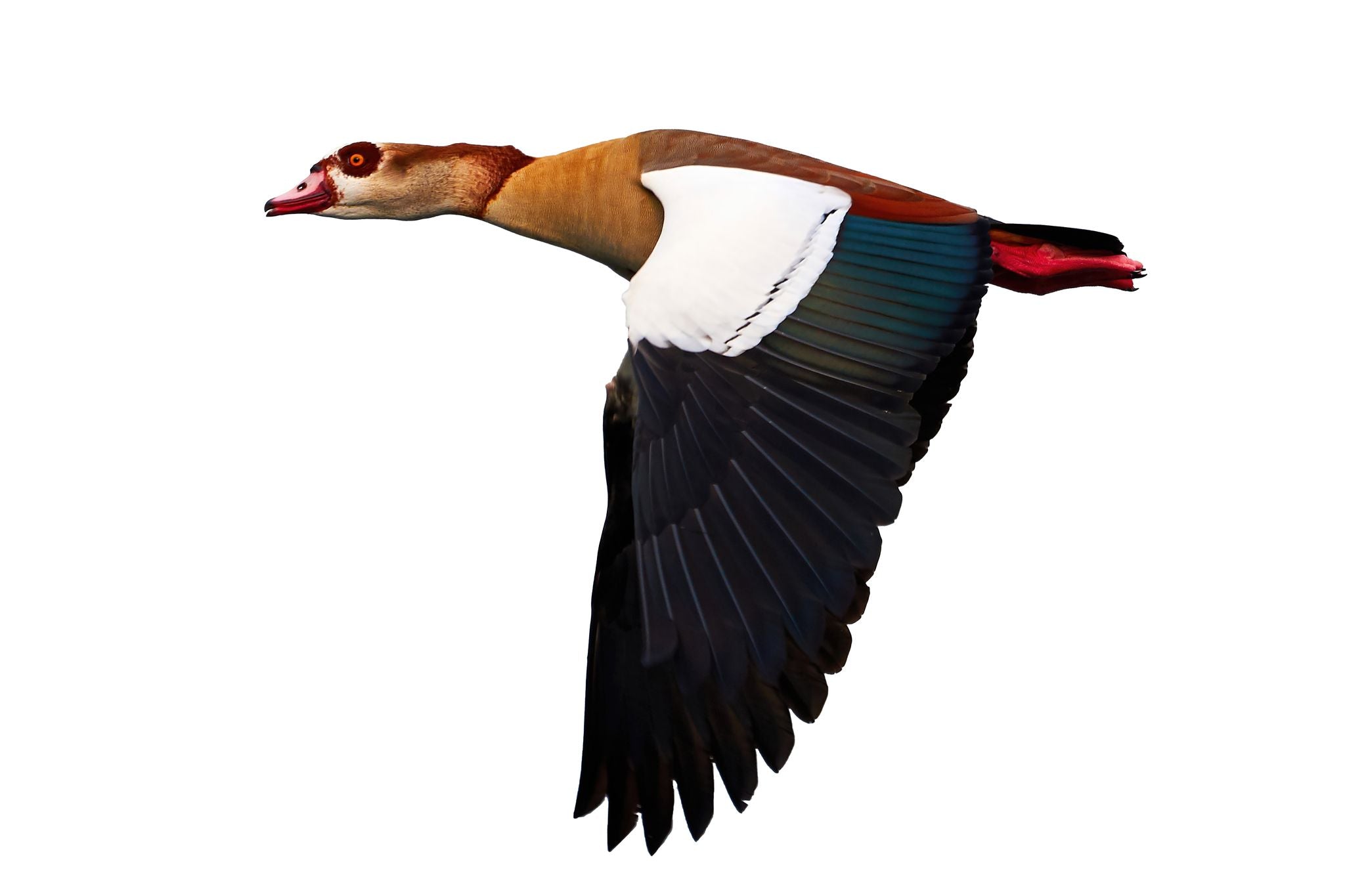 Egyptian Goose Flying