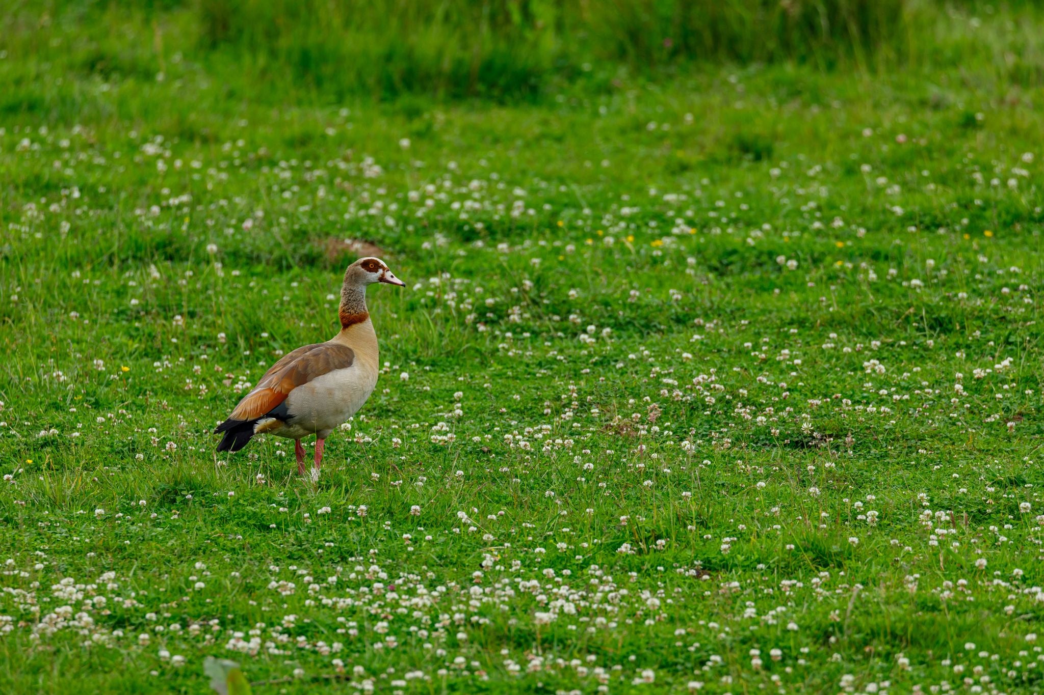 Egyptian Geese in green field