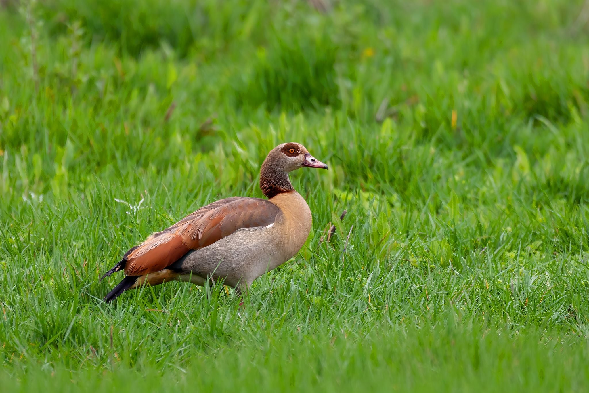 Egyptian Goose in green grass