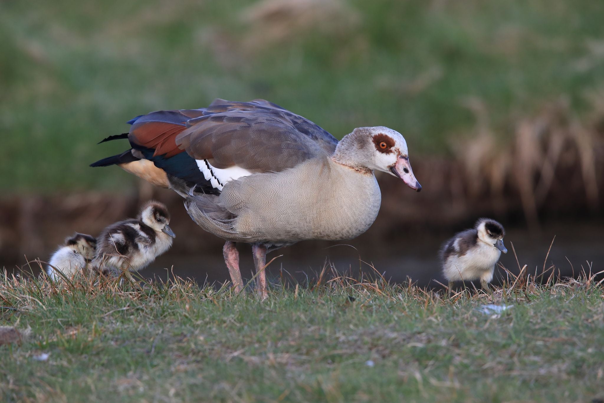 Egyptian goose with goslings or ducklings or baby geese