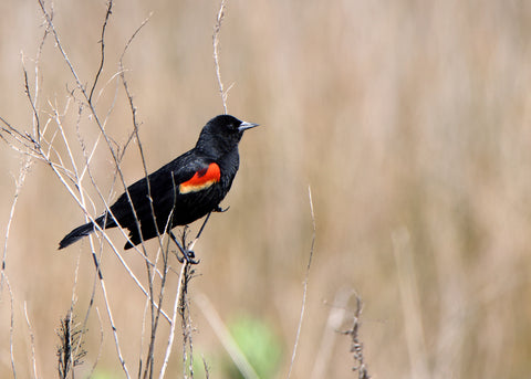 Red-Wing Blackbird