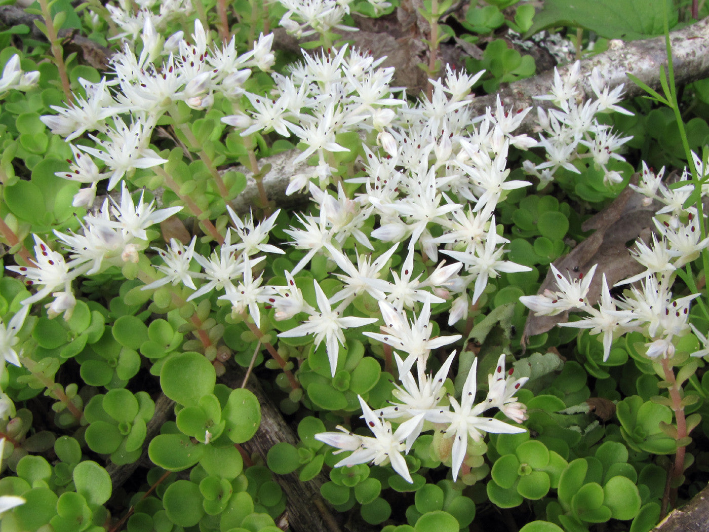 Sedum ternatum / Woodland Stonecrop – One Nature Garden Center