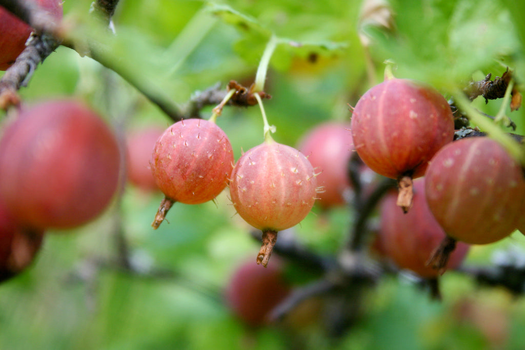 Ribes uva-crispa / 'Black Velvet' Gooseberry