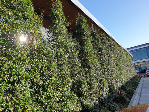 Jasmine climber on a frame