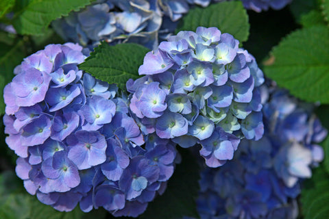 Blue Hydrangeas