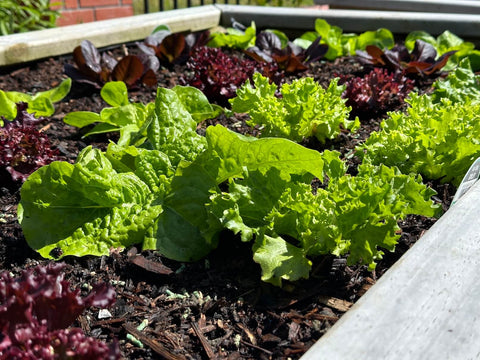 lettuce plants